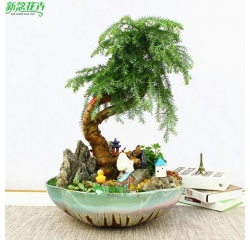綠植盆栽租賃