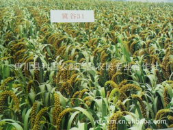 洛阳厂家专业生产小米,农家小米绿色杂粮